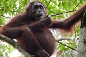 Liburan ke Prevab Mentoko Sangatta: Nikmati Alam dan Jumpa Orangutan Langsung
